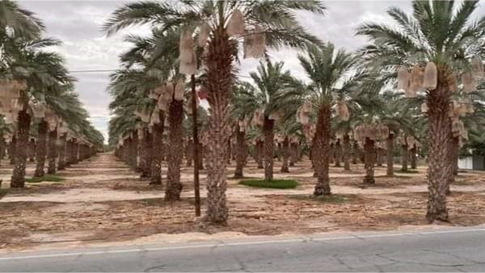 received_485363263541622