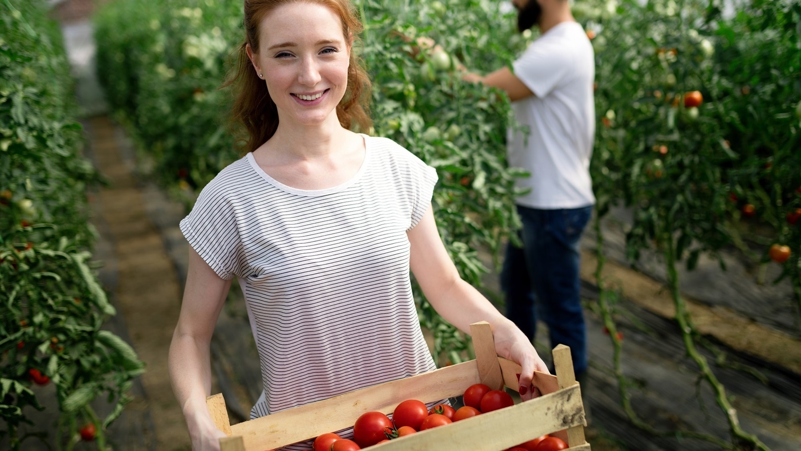 young-smiling-agriculture-woman-worker-working-ha-2022-02-02-04-50-58-utc