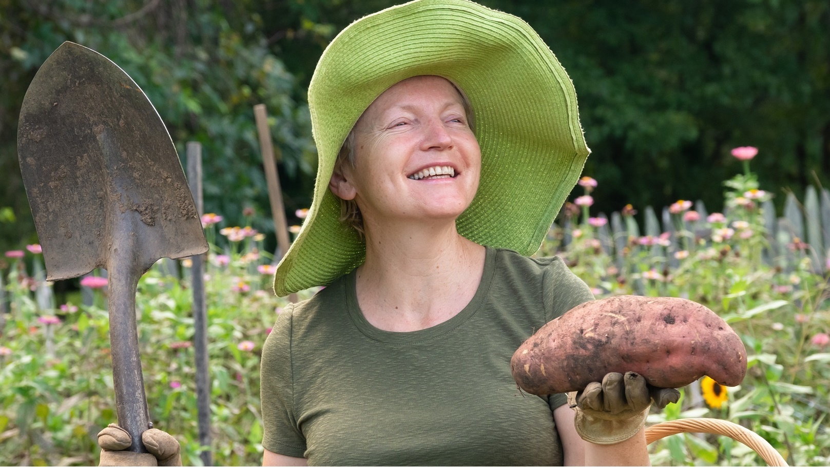 البطاطا الحلوة - بطاطا حلوة