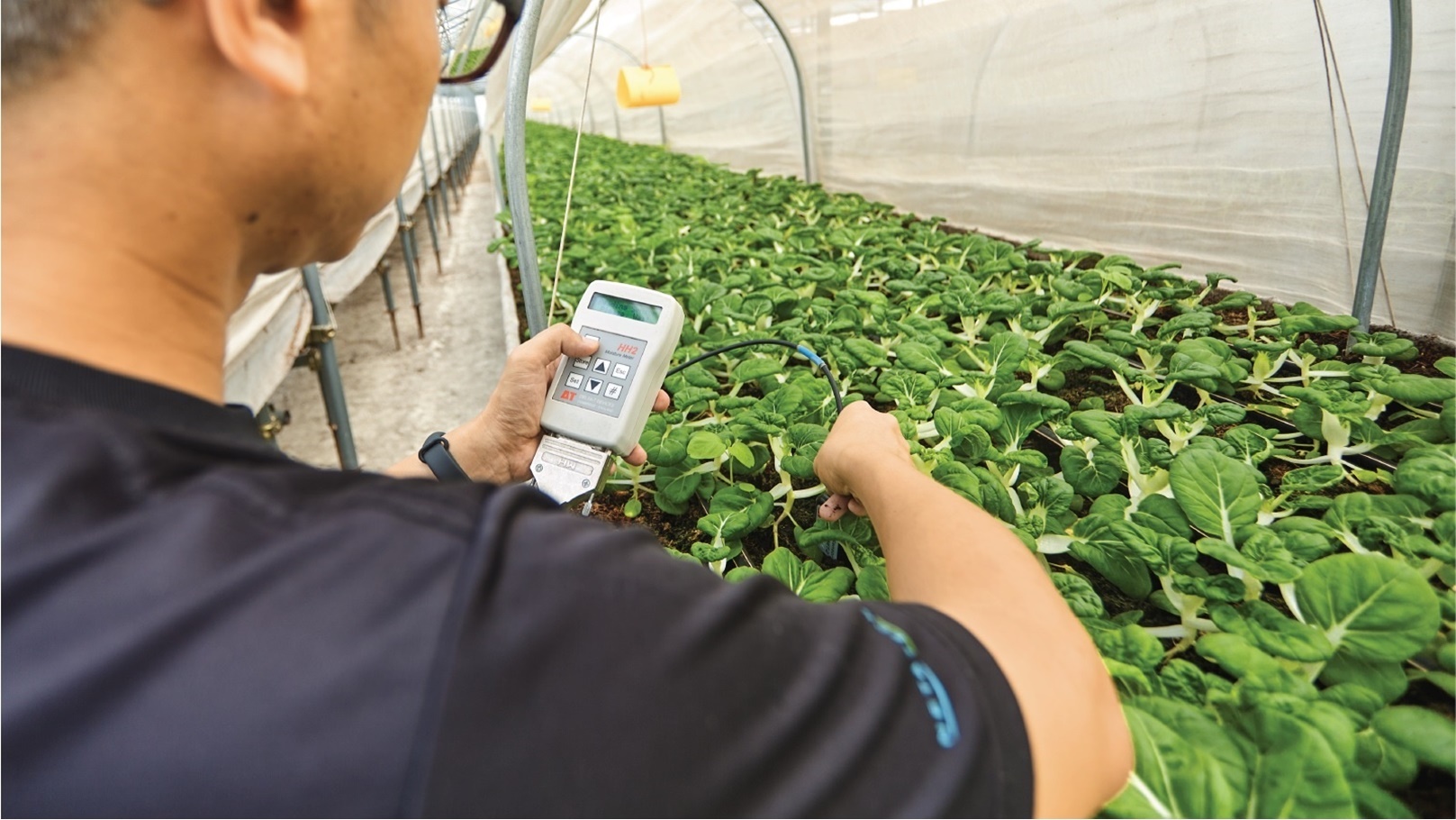 الزراعات الحديثة