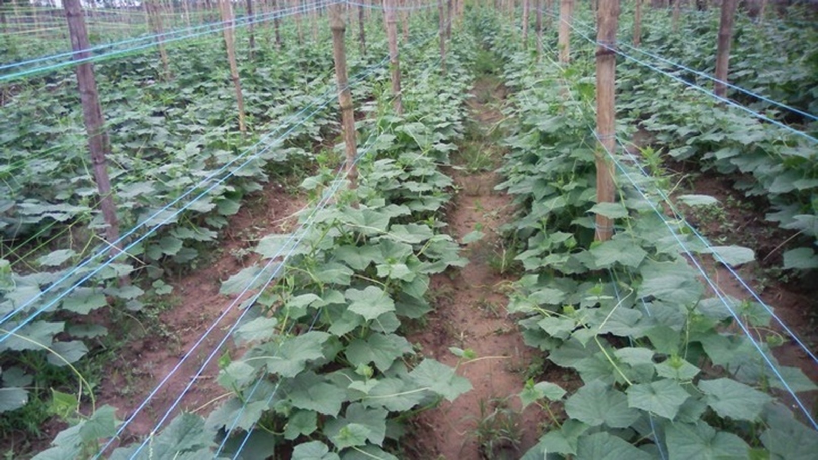 استصلاح الأراضي وزراعتها