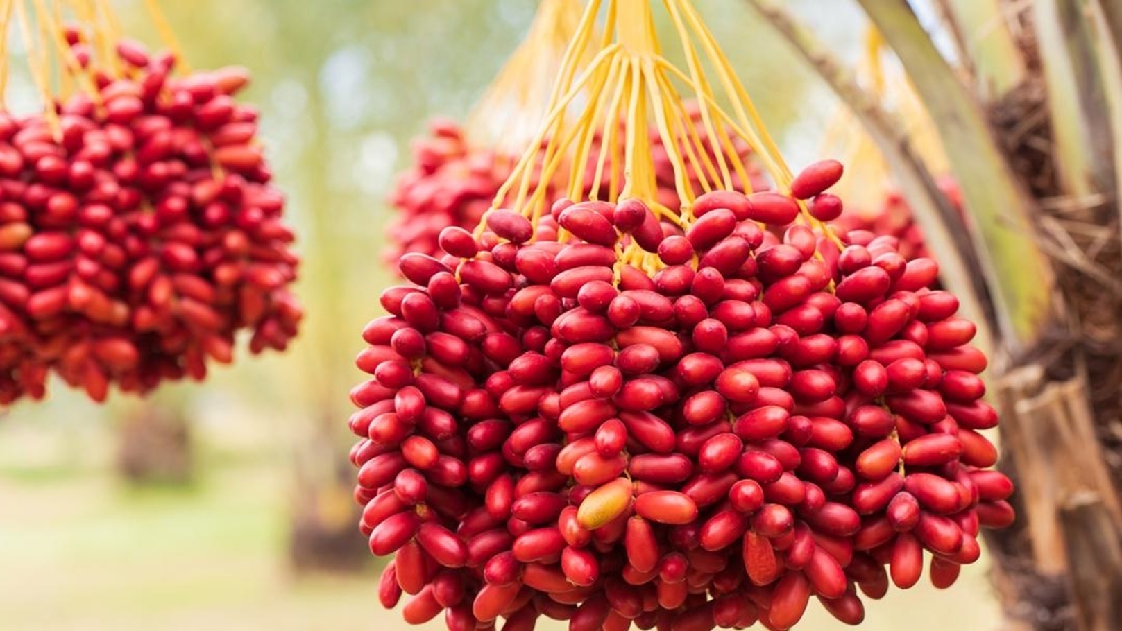 فوائد-البلح-الاحمر-و-اضراره