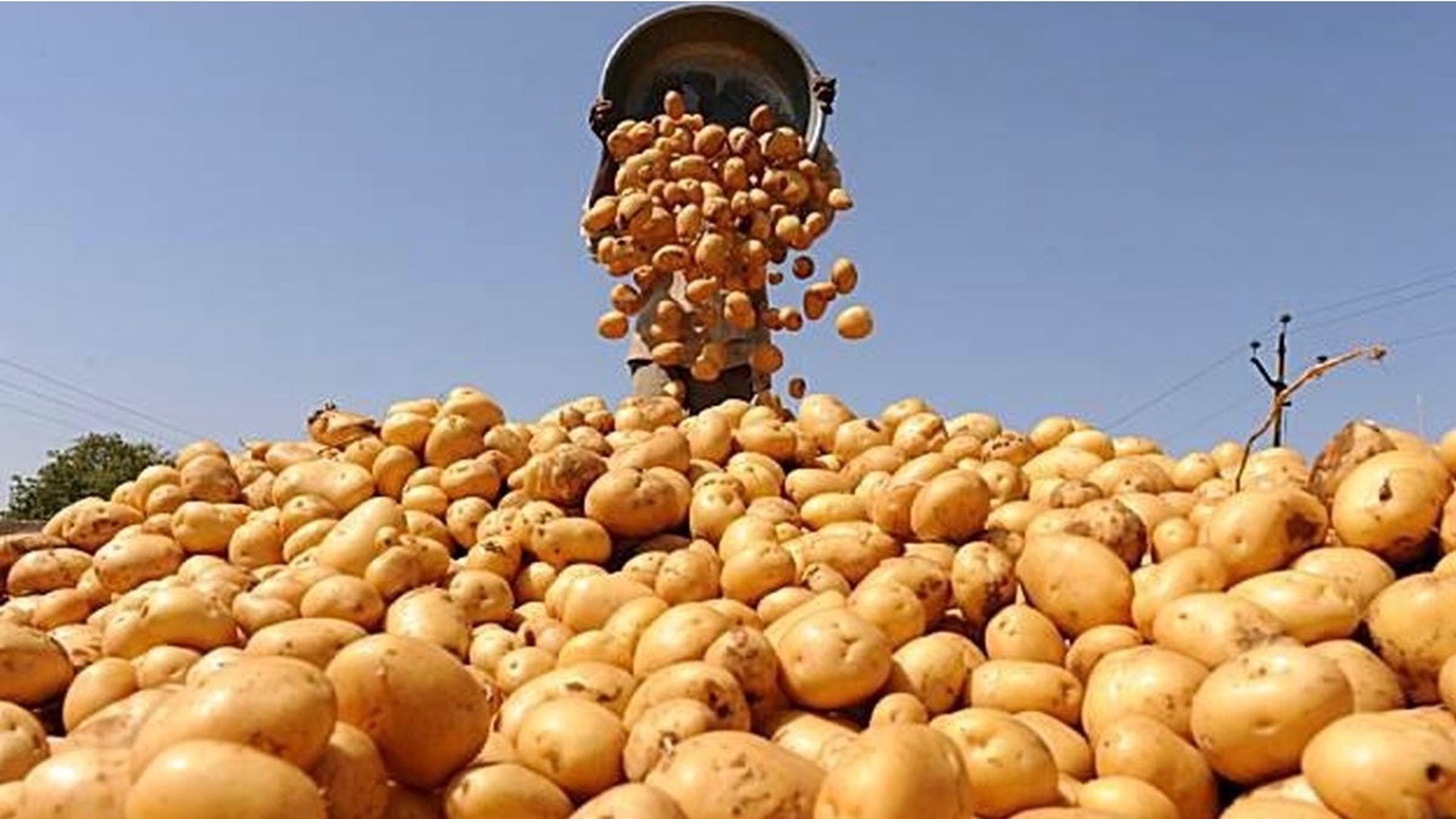 potatoes-pakistan-1200