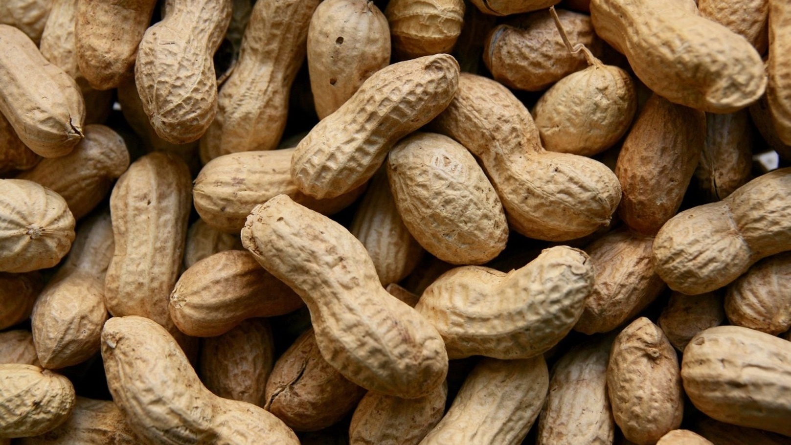 peanutsinshell-1536x1024