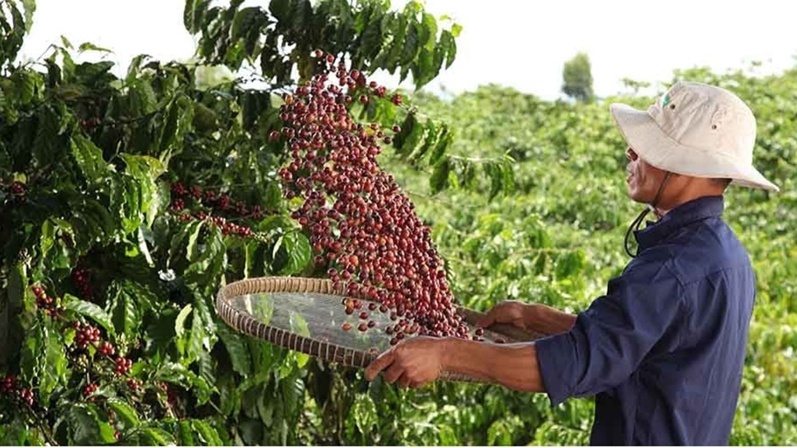 coffee-farming-feed (1)