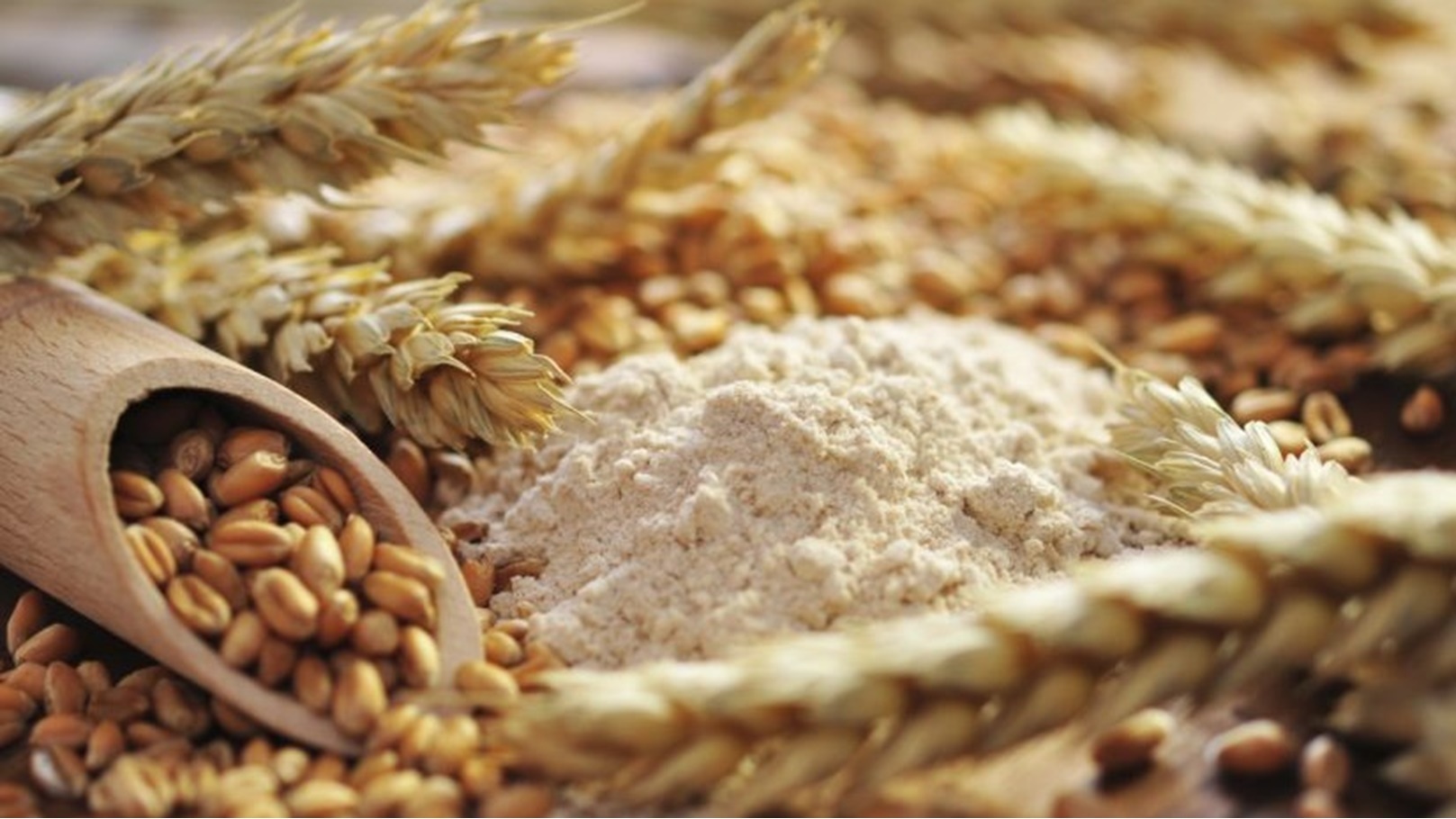 القمح-والشعير-825x510