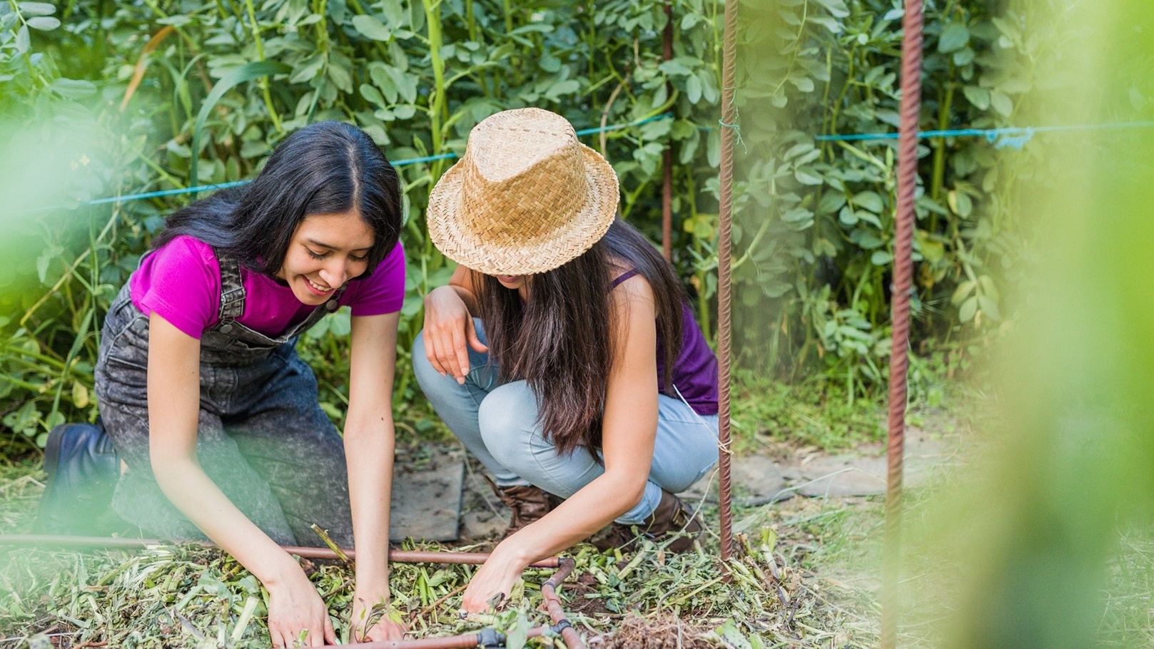 tomato-harvest-farm-agriculture-with-hand-springt-2022-07-14-20-48-02-utc
