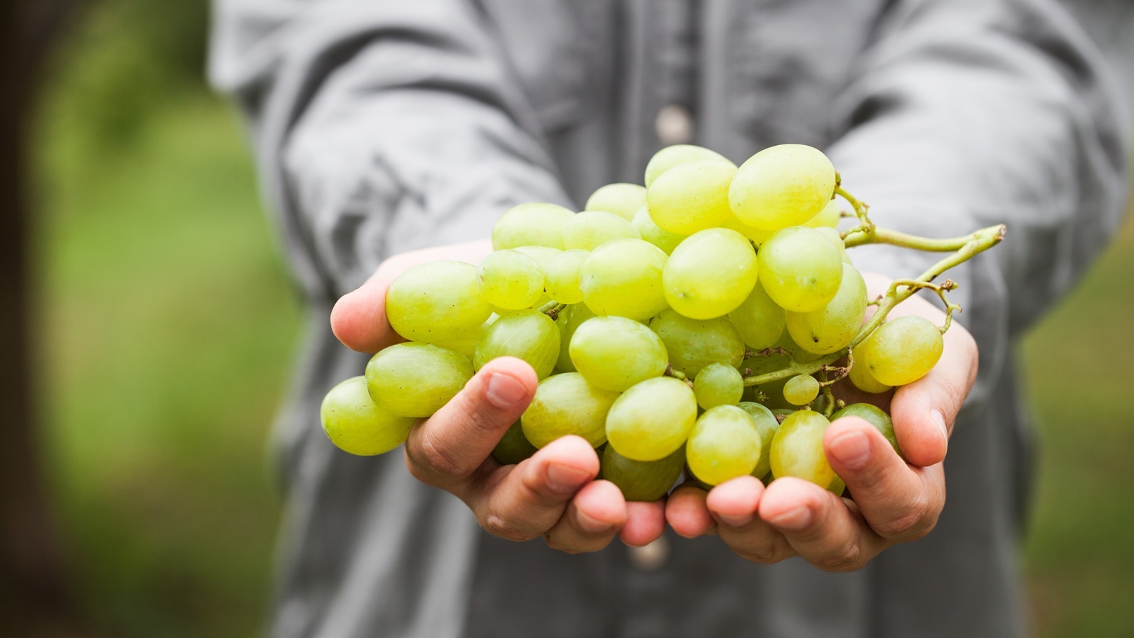 grapes-2021-08-26-16-27-41-utc