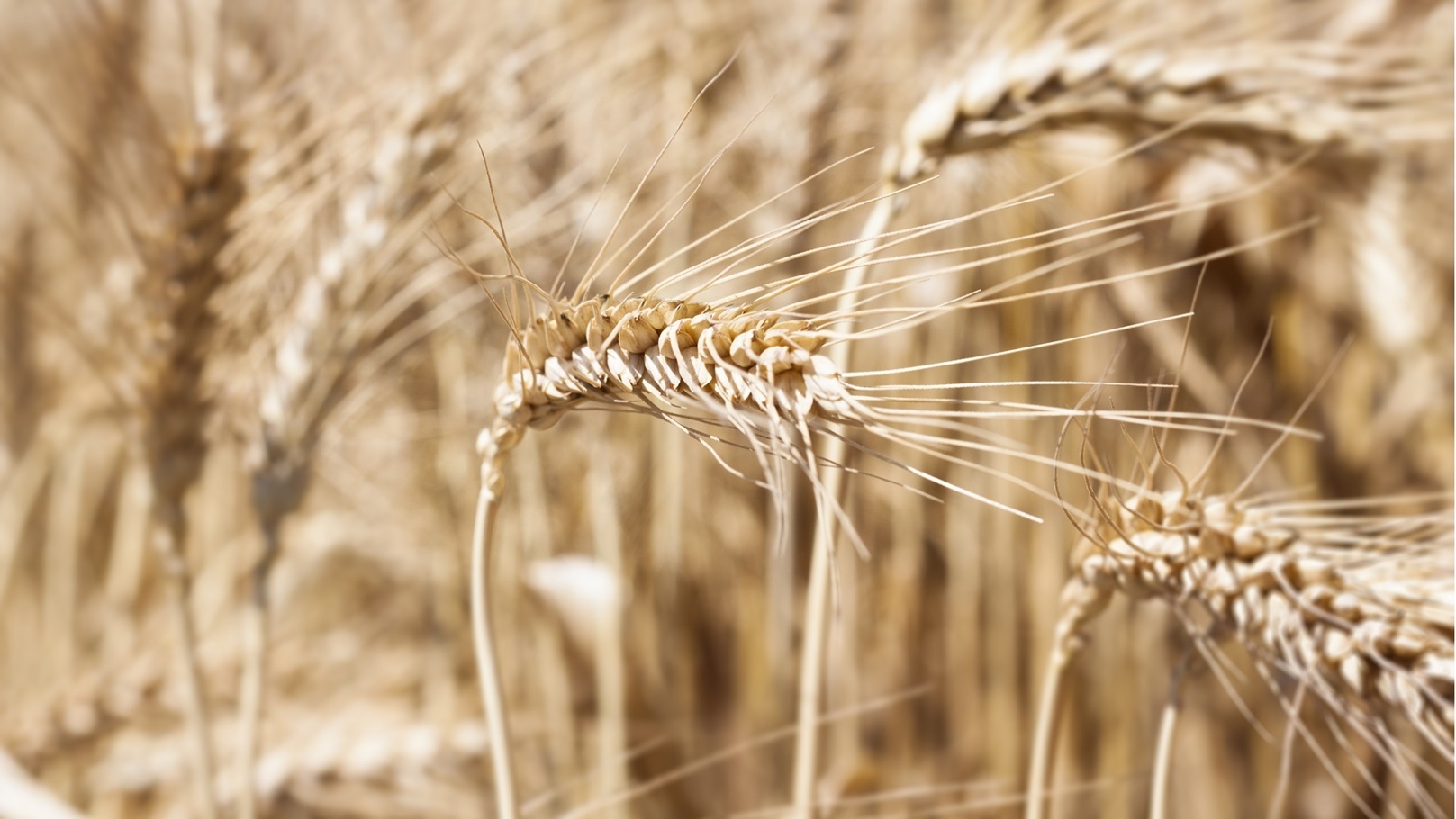wheat-2021-08-26-18-11-53-utc (1)