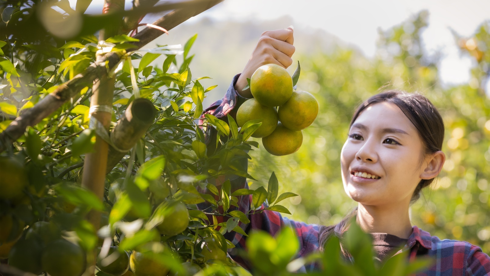 شركة إيجاست جروب لاستصلاح الأراضى - استصلاح اراضي