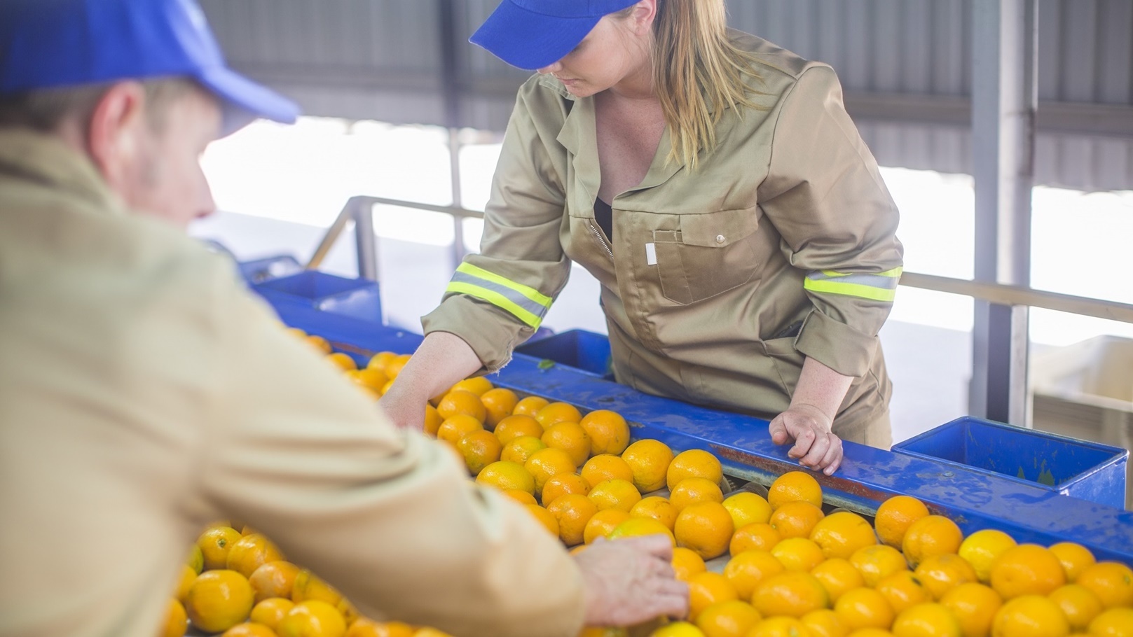 workers-on-orange-farm-picking-oranges-from-convey-2022-03-08-01-35-10-utc