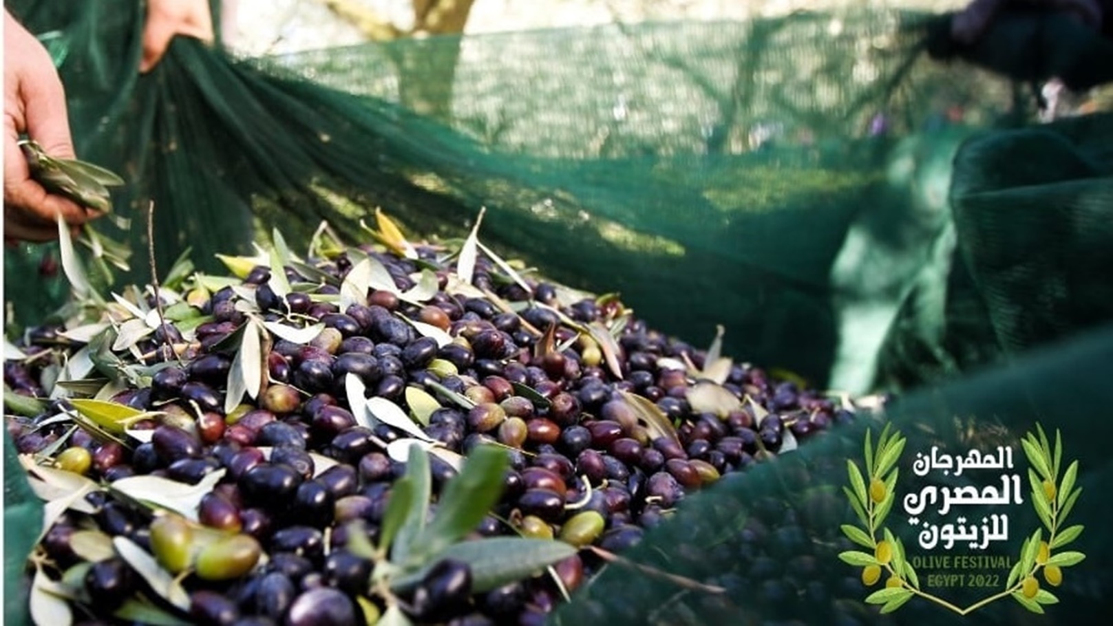 العالم يترقب مهرجان الزيتون في مصر