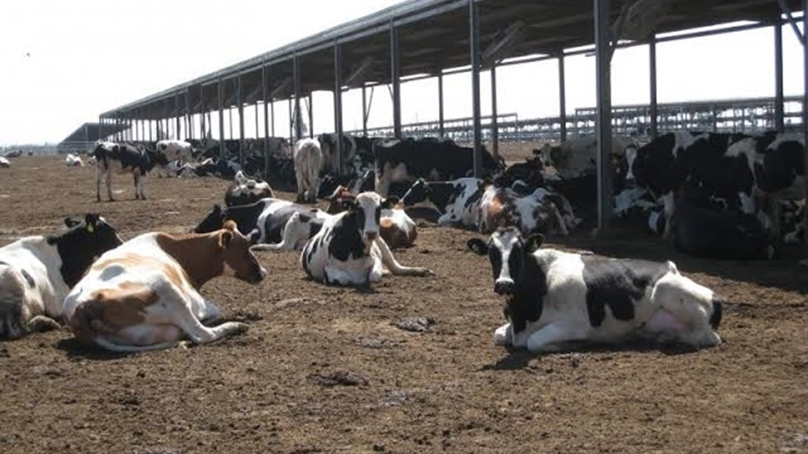 خطة تطيزر الثروة الحيوانية.