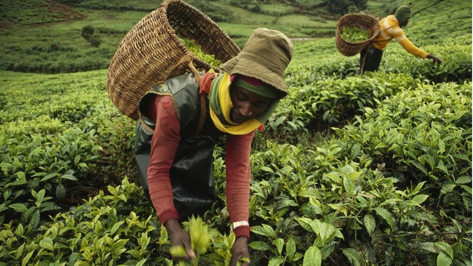 الزراعة في إفريقيا