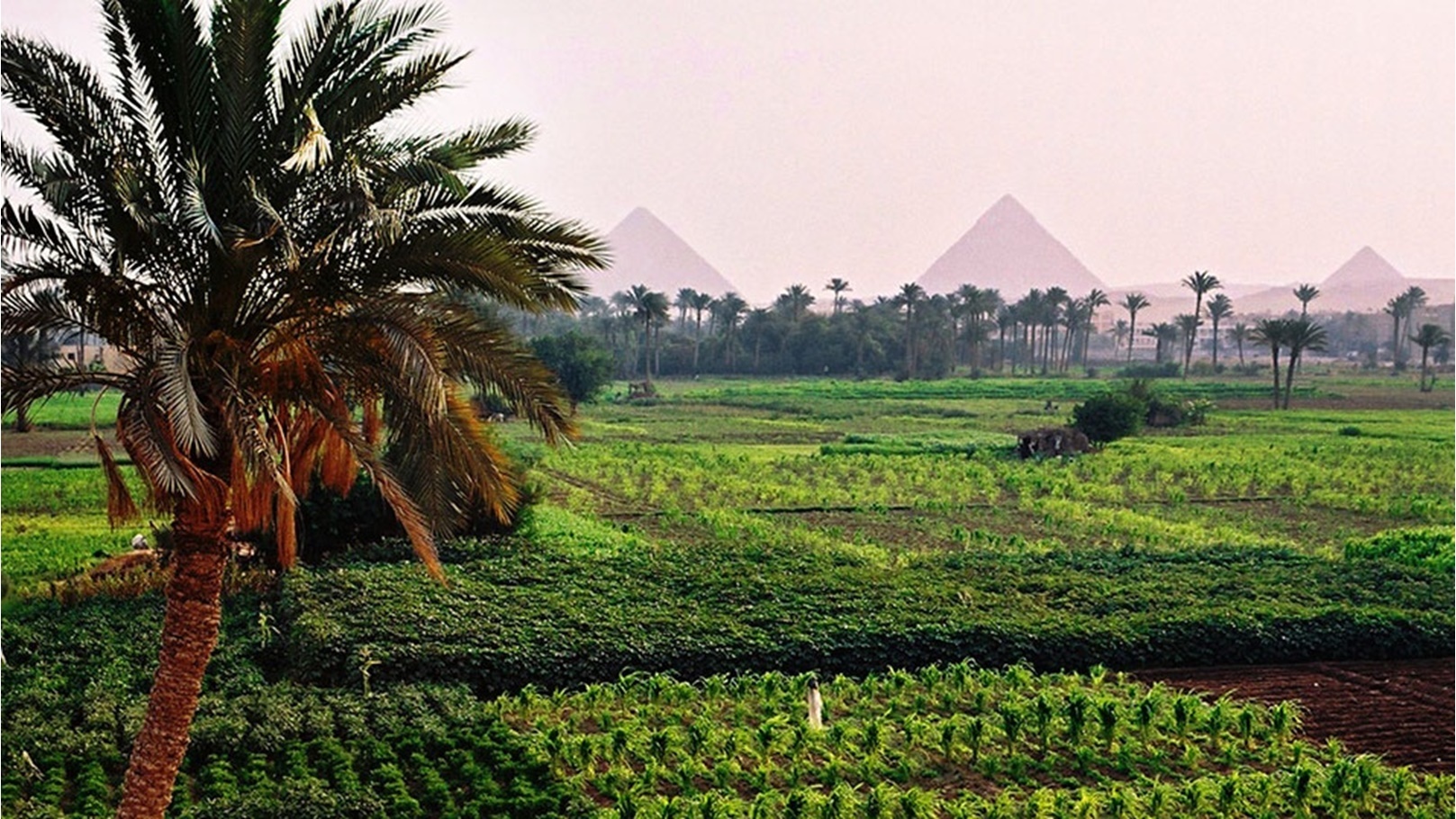 agricultura-en-egipto-3