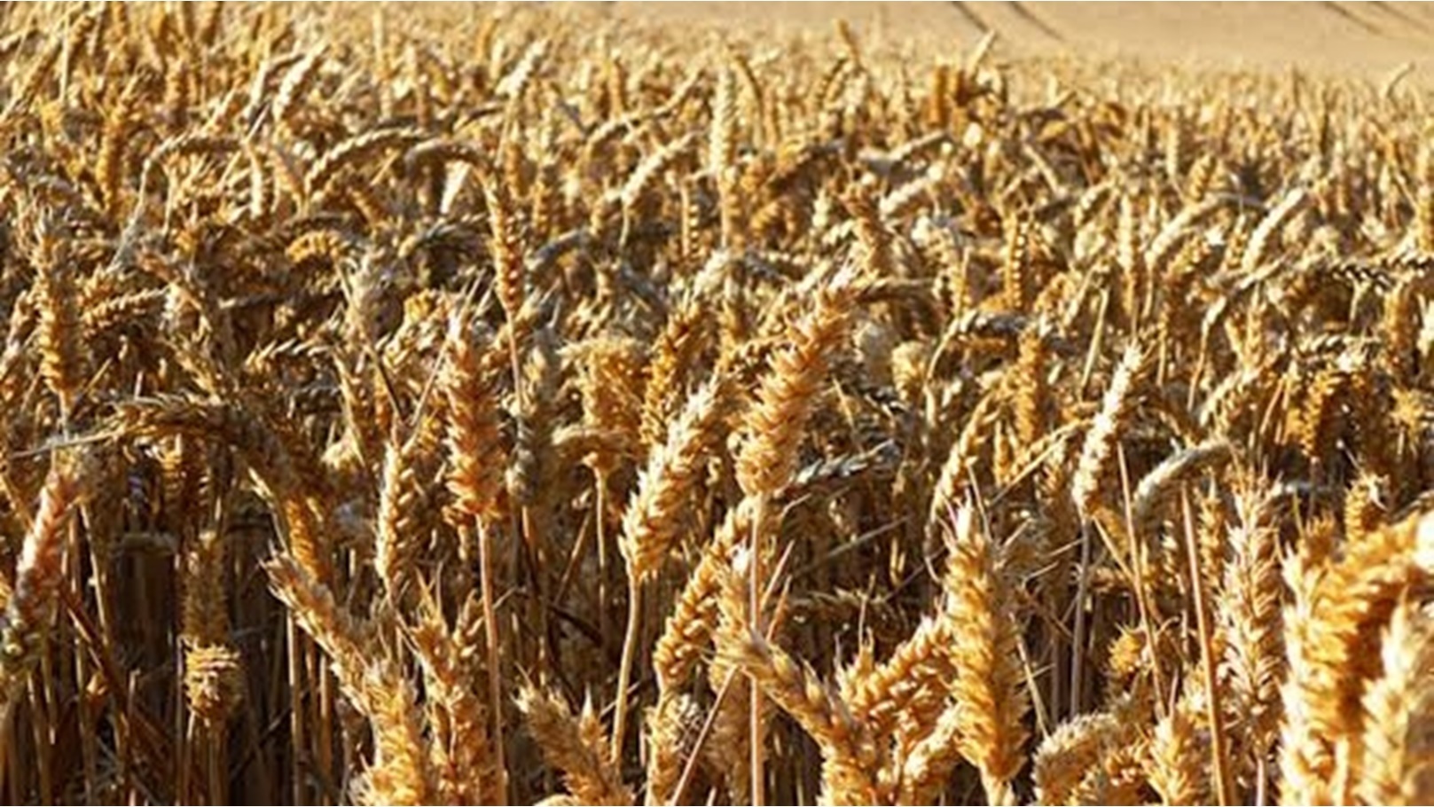 C3BAA5EA-D4E9-4EDA-BAA7-55F50B38C543