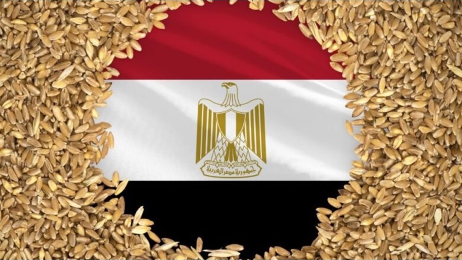 القمح المصري