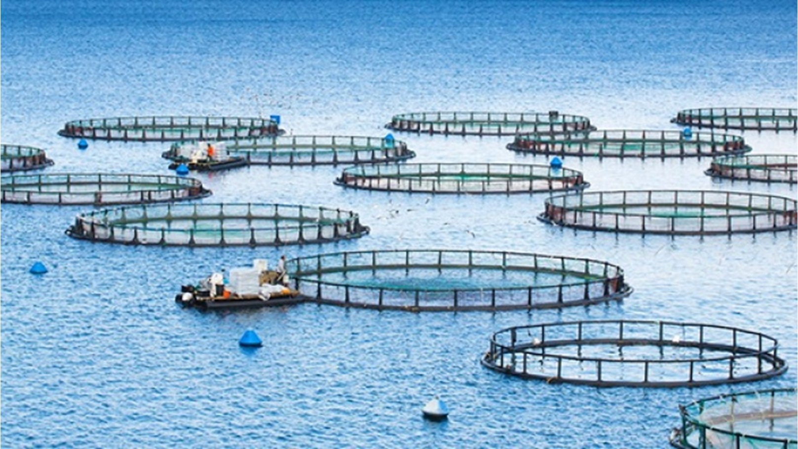 الاستزراع السمكي