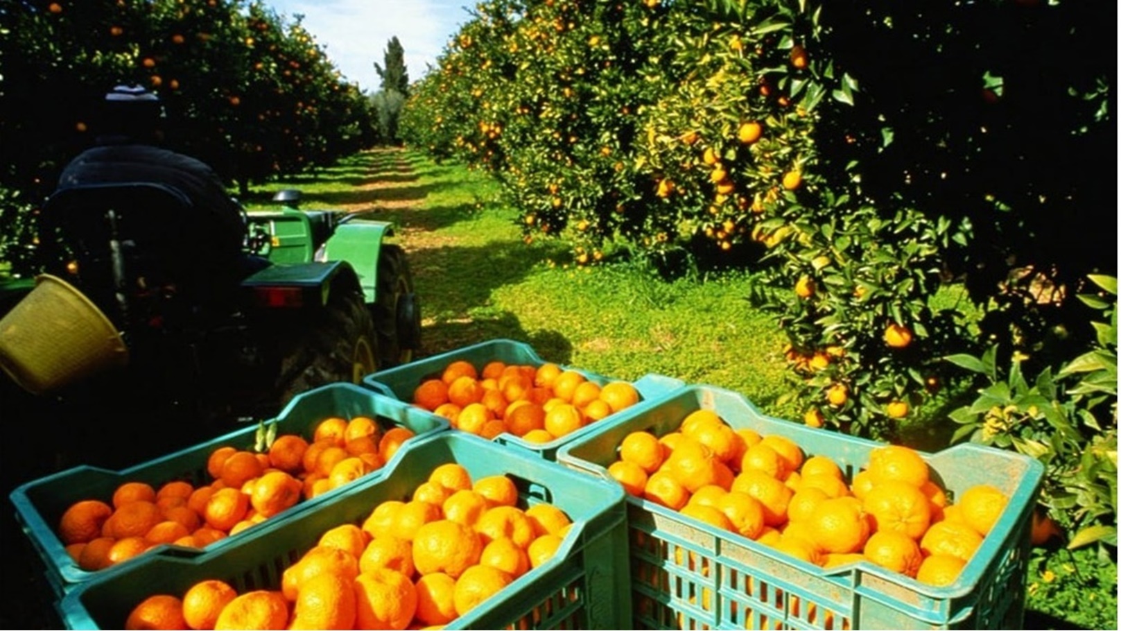 الموالح المصرية