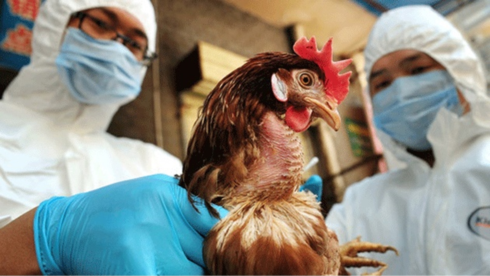 انفلونزا الطيور باليابان