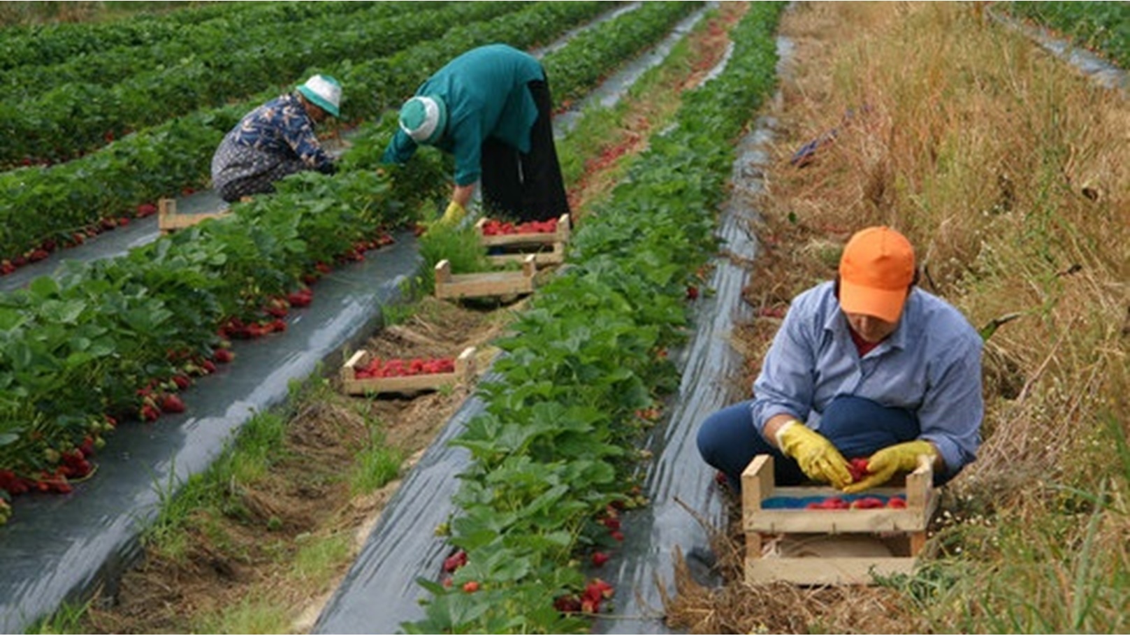 الصادرات المصرية