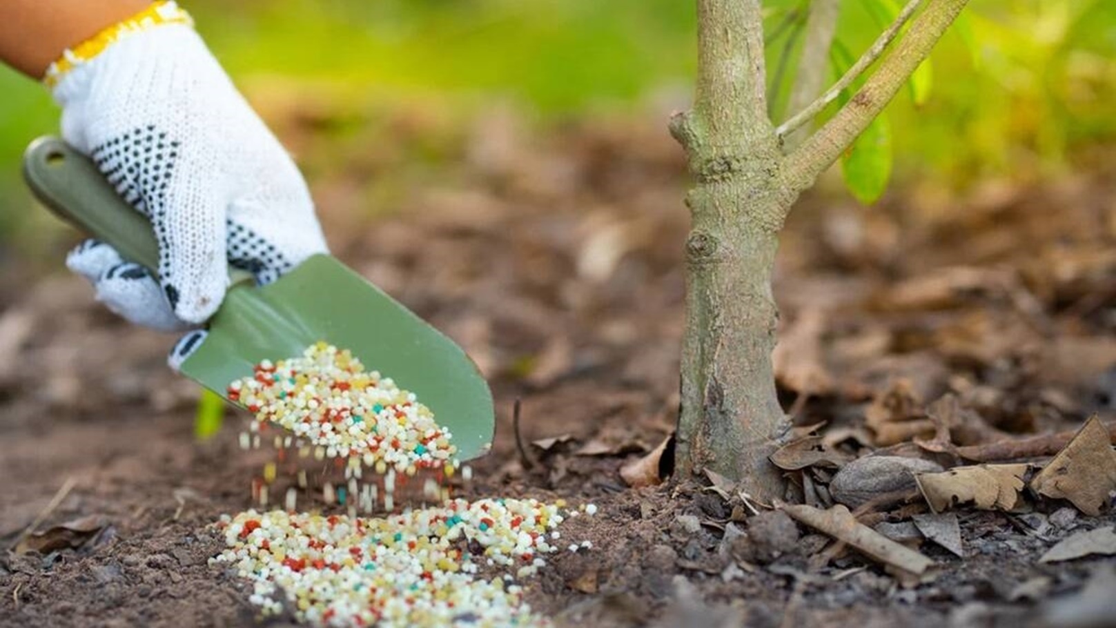 بذور وأسمدة