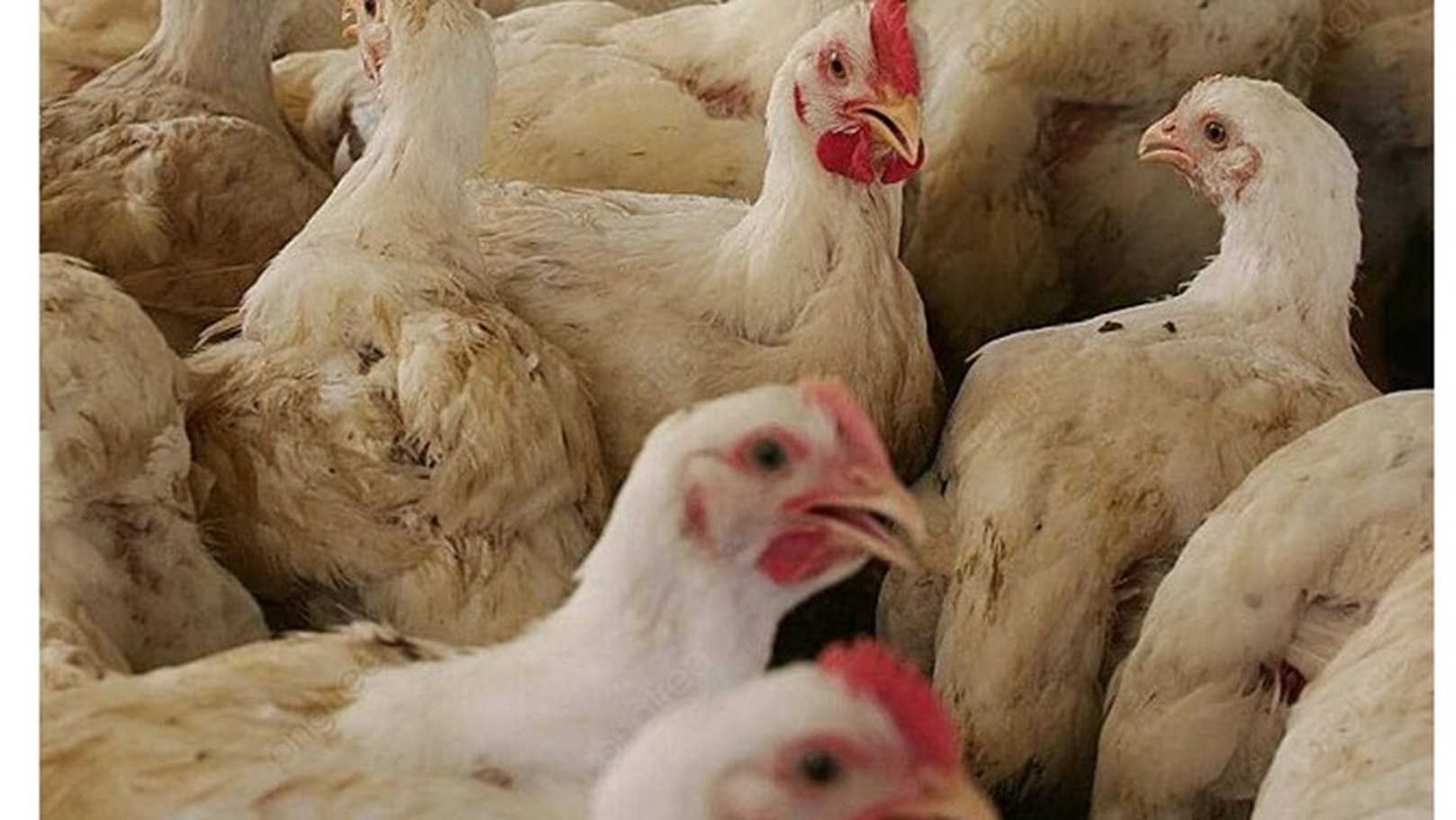 pngtree-chicken-breeding-in-bahia-poultry-farms-chicken-farm-poultry-farming-photo-image_43434326