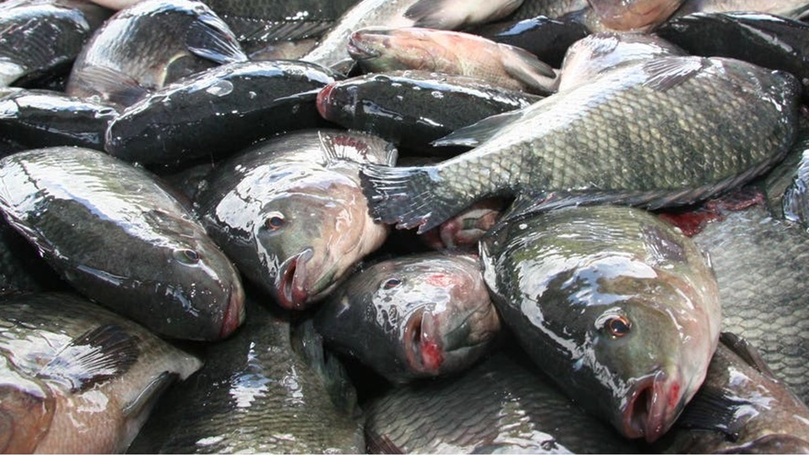 660070e8-932e-4960-8e62-86f00e46e973