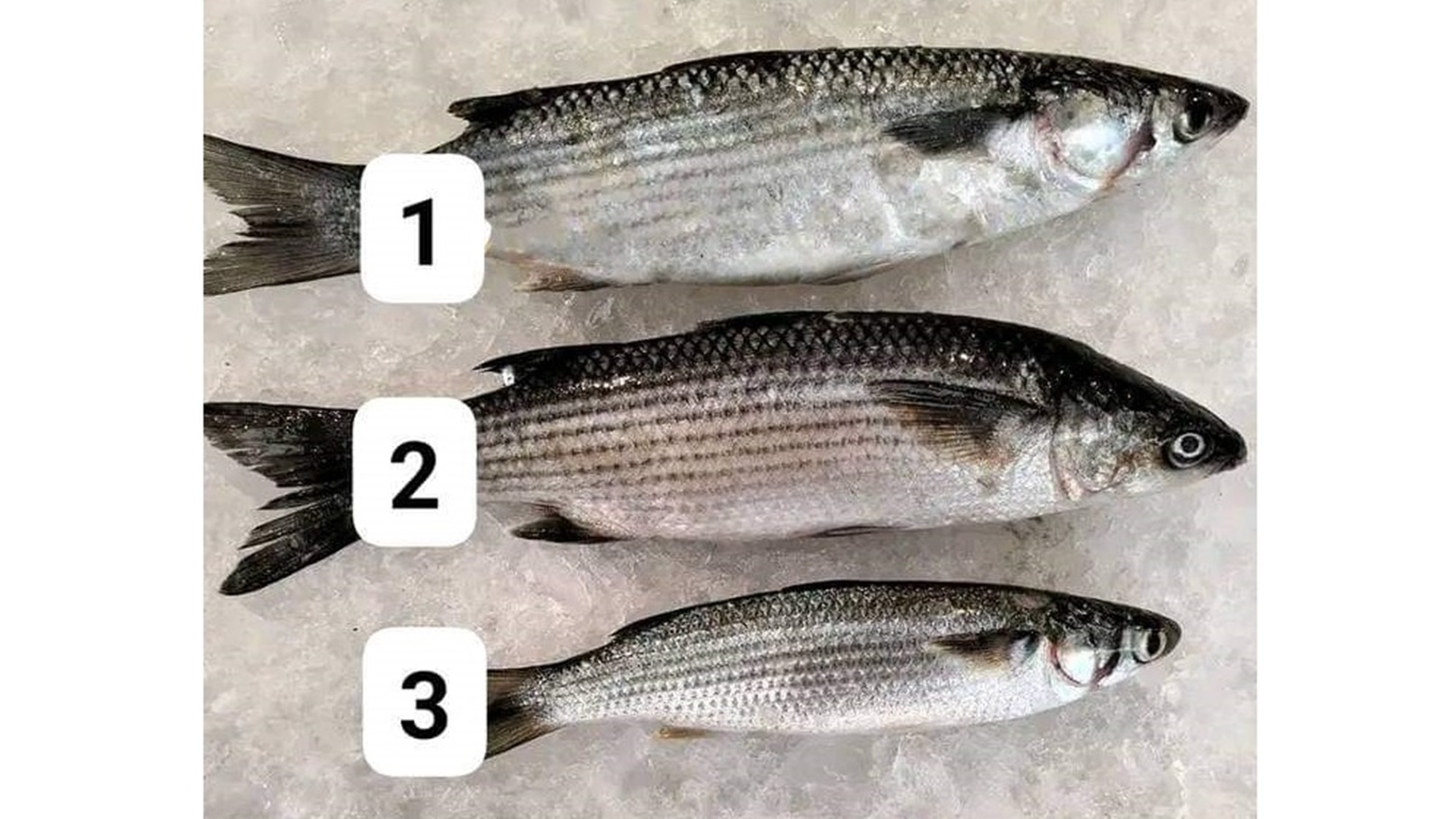 FB_IMG_1732883242834