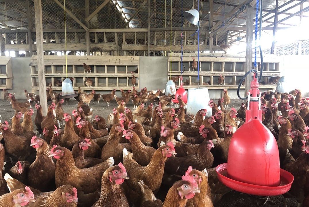 poultry-farm-2021-09-02-13-04-31-utc