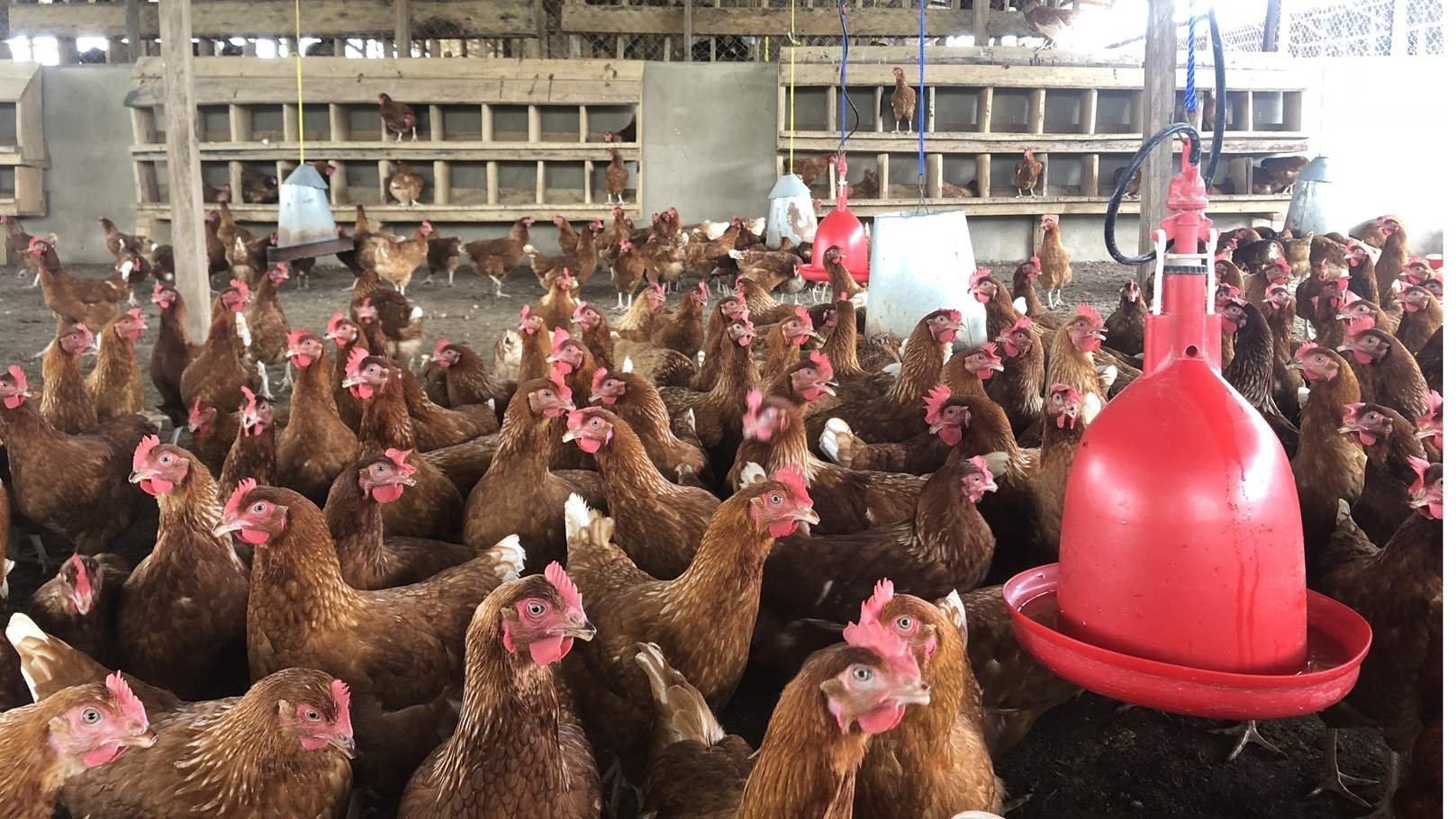 poultry-farm-2021-09-02-13-04-31-utc