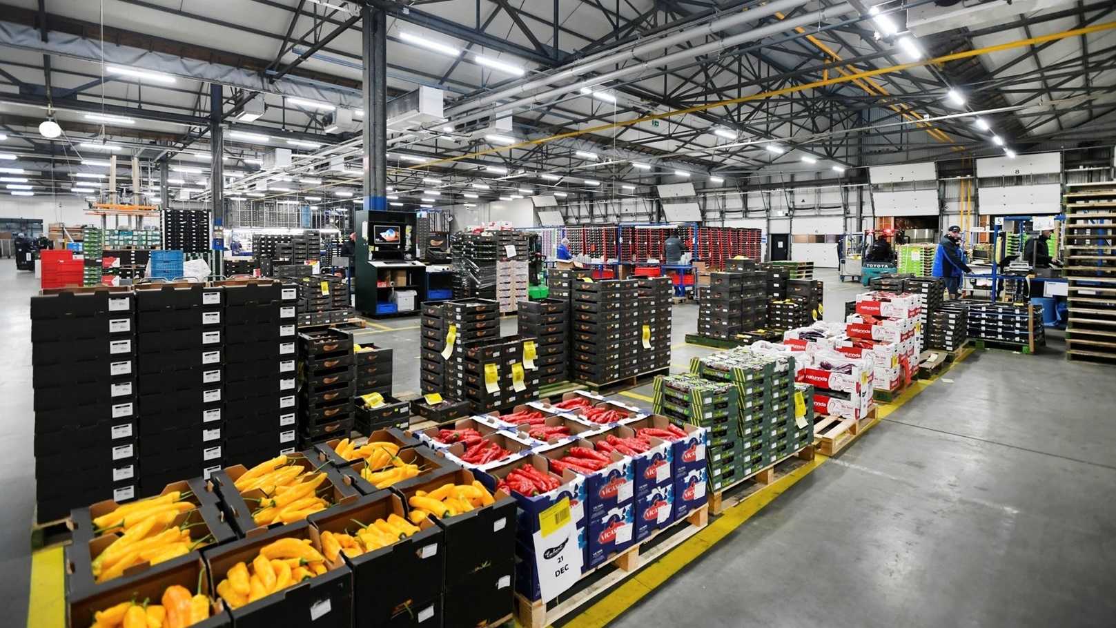 fruits and vegetables