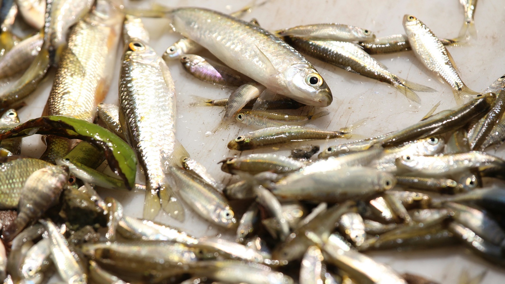 img-0490-2021-08-26-18-13-24-utc