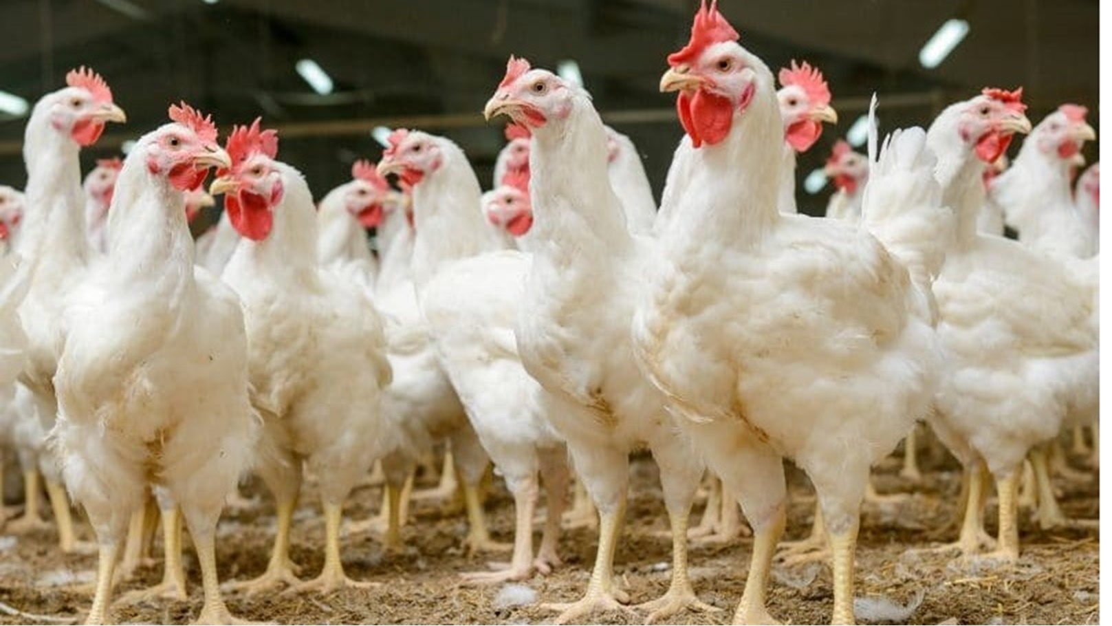 19_2021-637717910181371295-137