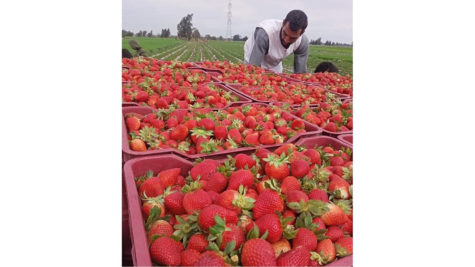 فراولة-الفراولة-2