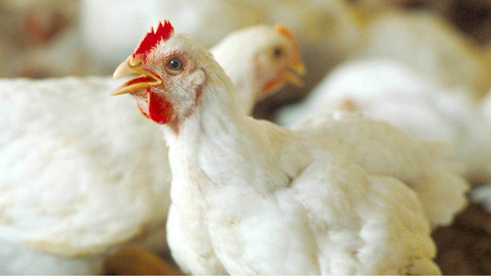 إيجابيات-تربية-الدواجن