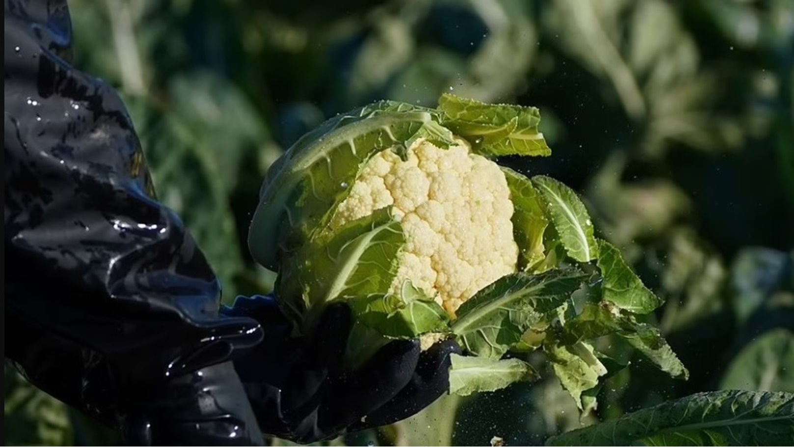 Cauliflower