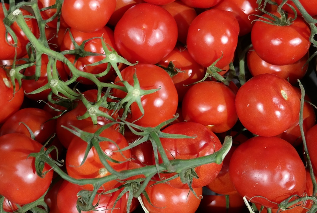 tomatoes-2021-08-29-14-52-56-utc