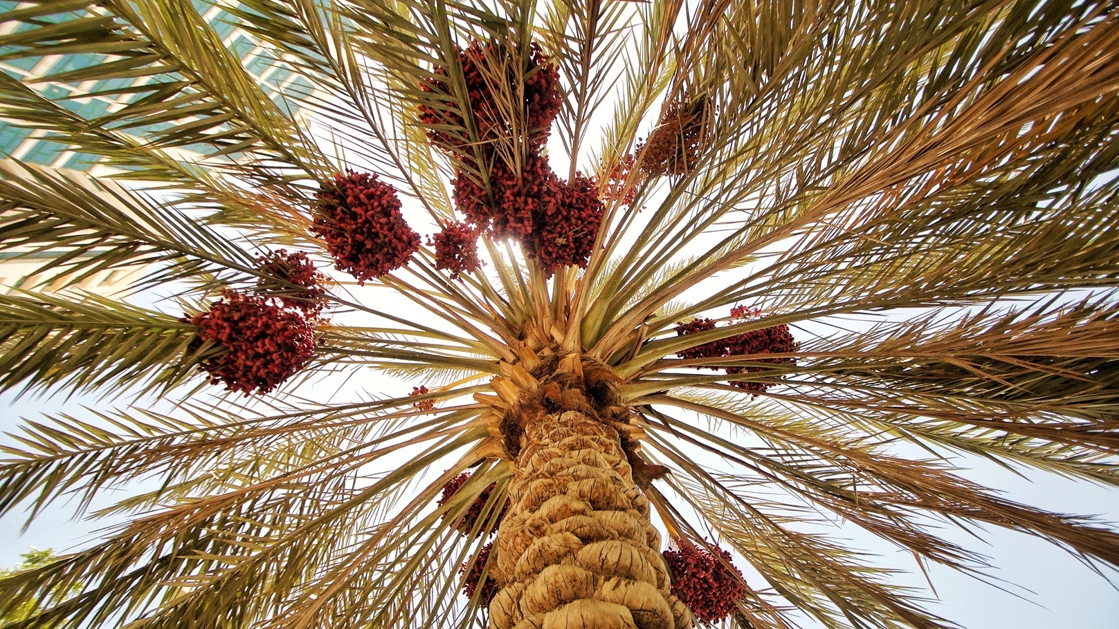 مهرجان التمور الخامس