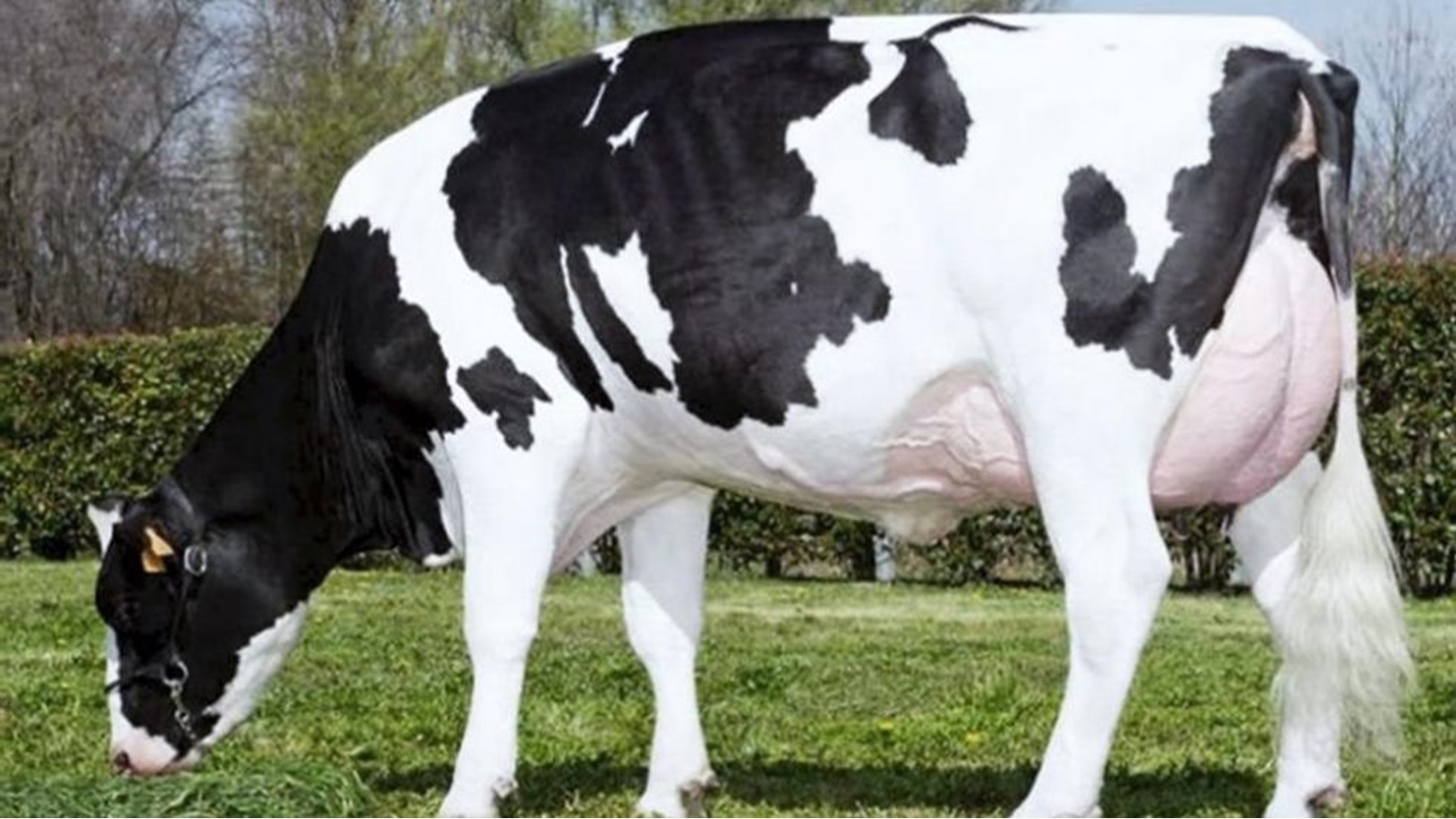 ابقار مدللة