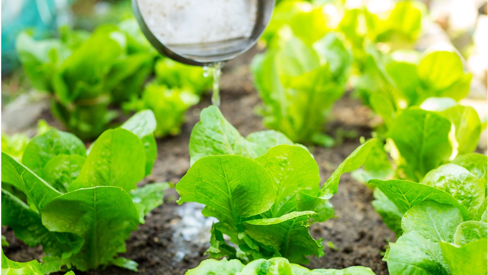 fertilizer-of-lettuce-field-2021-08-29-05-52-30-utc