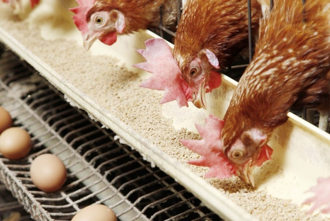 علف-الدواجن-1