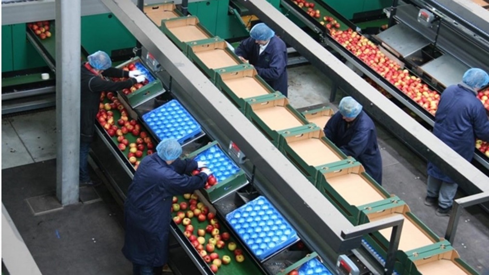 تجهيز التفاح للتصدير بمصانع شركة Appolonia