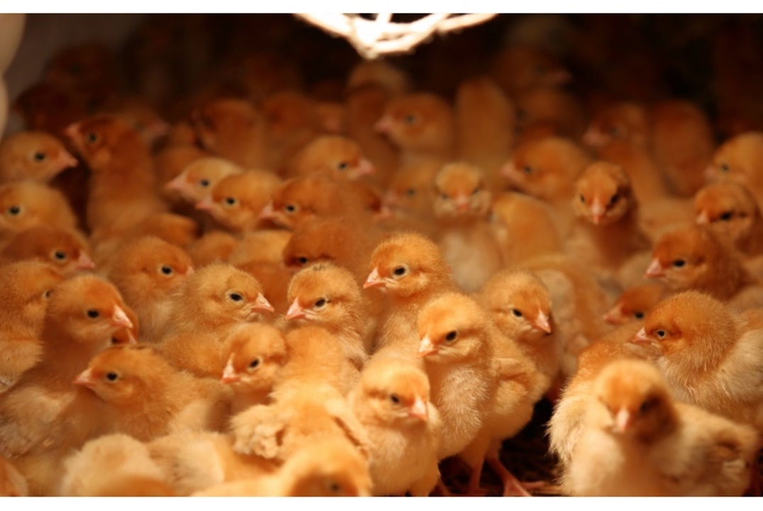 أسعار-جميع-شركات-الكتاكيت-اليوم