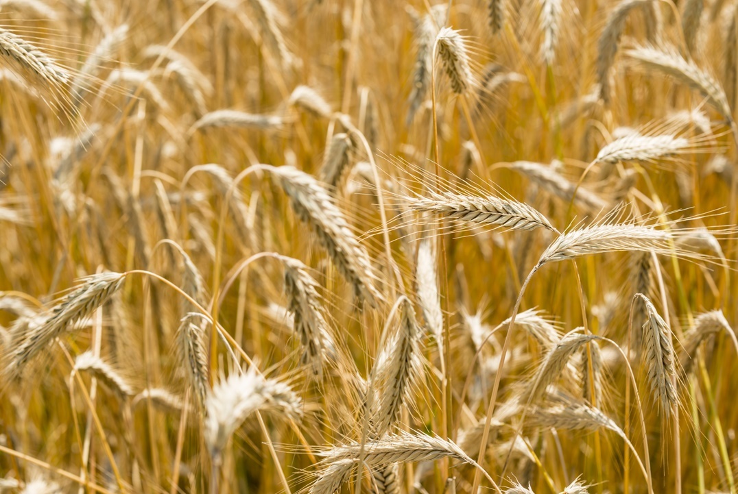 زراعة القمح 
