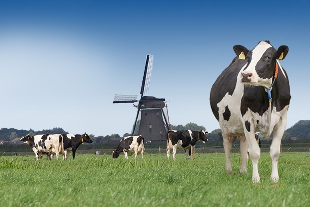 مزارع الالبان