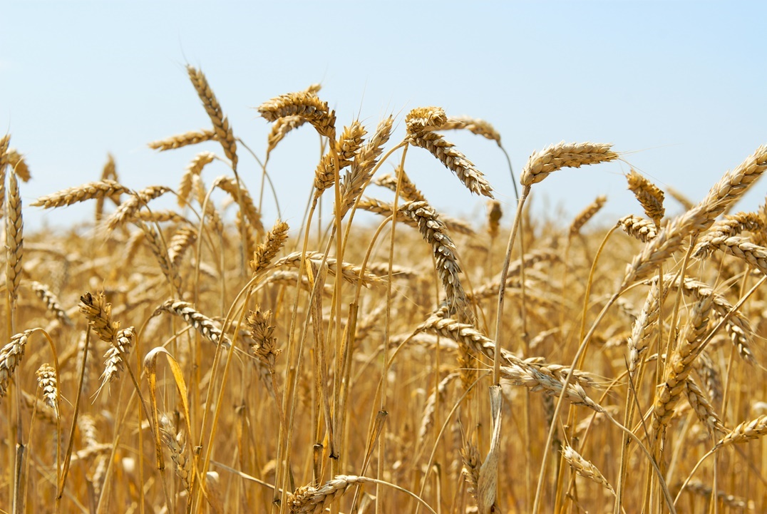 wheat-2021-08-26-16-02-29-utc