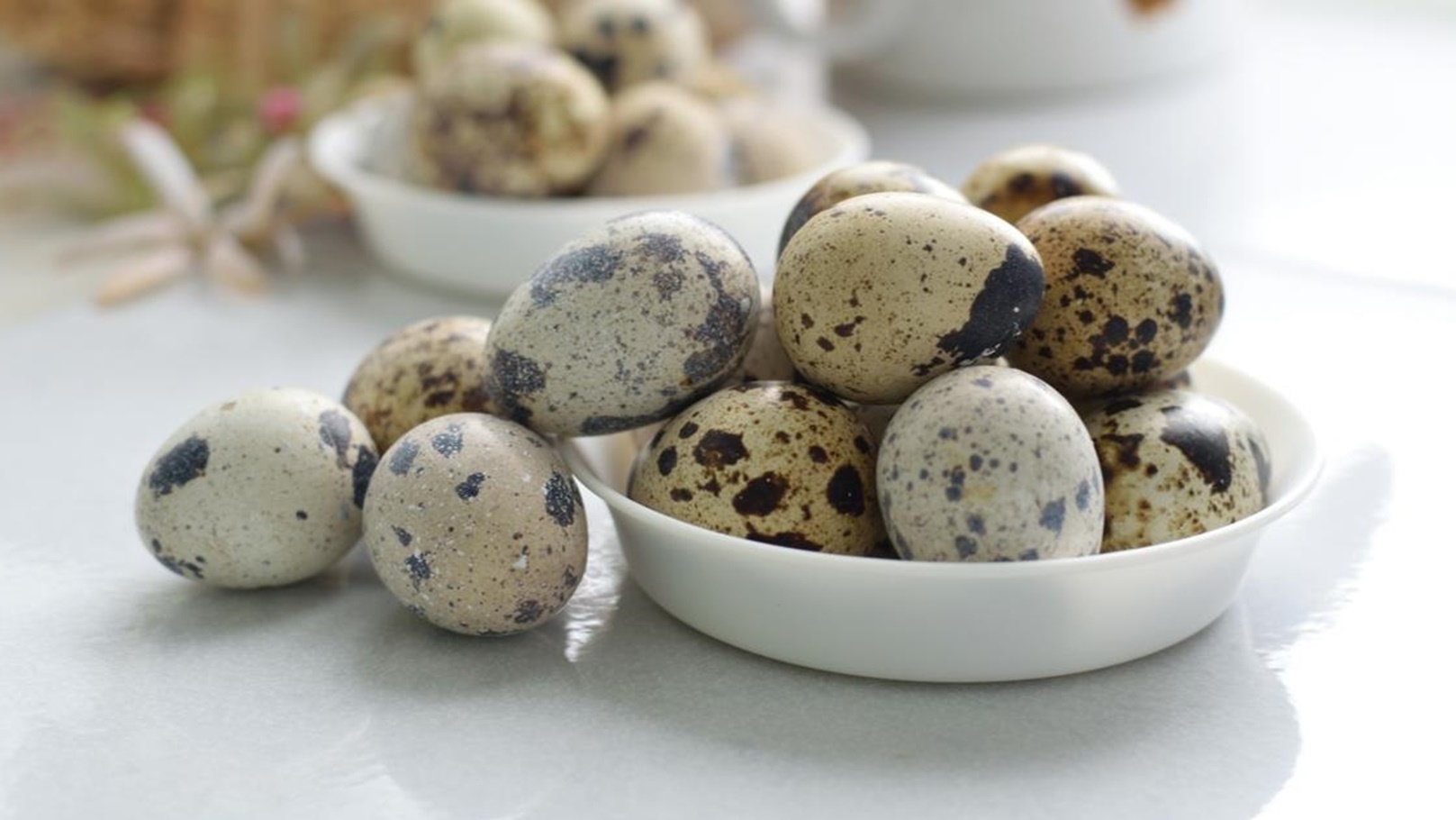 بيض السمان 222