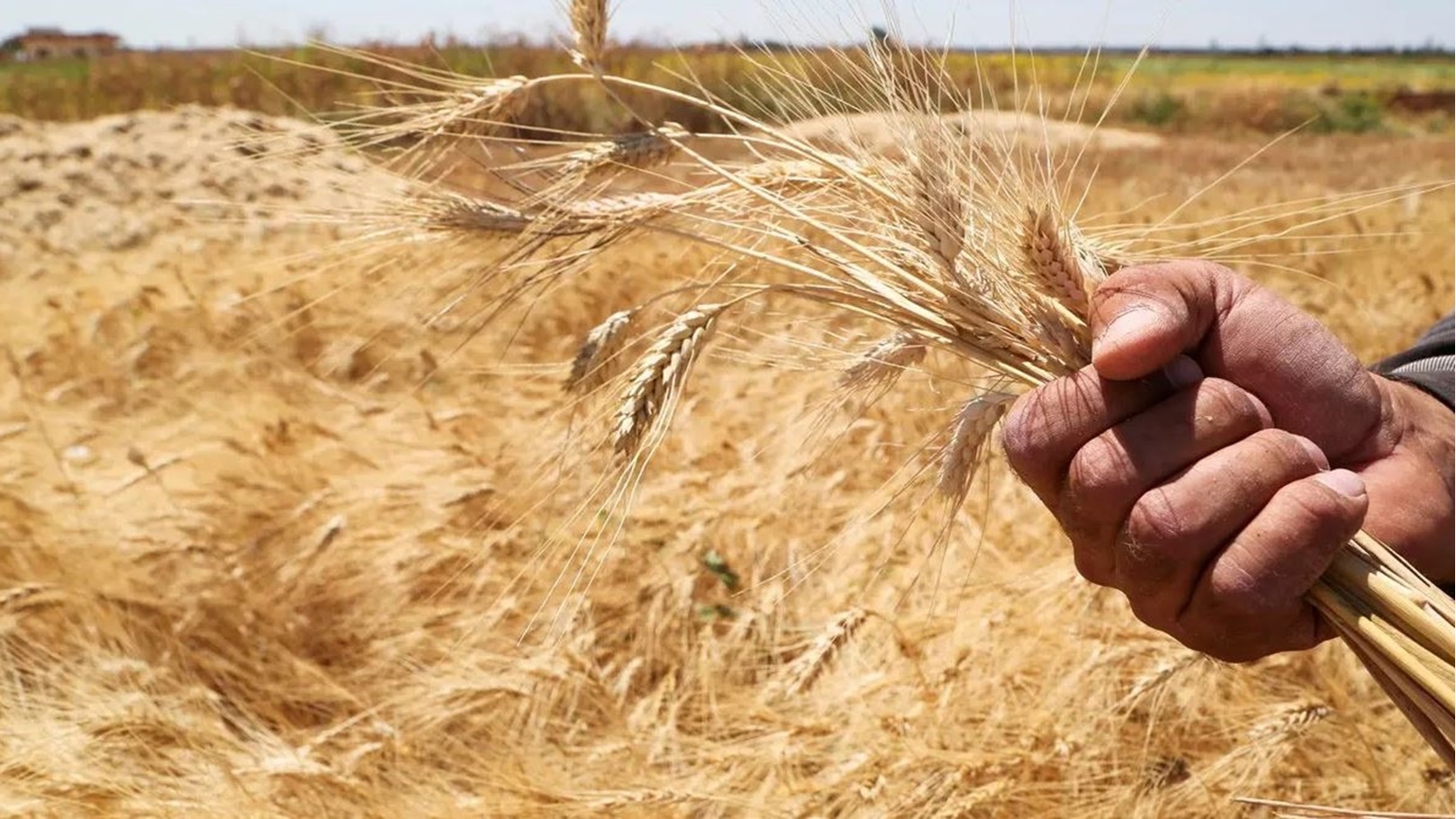 زراعة القمح