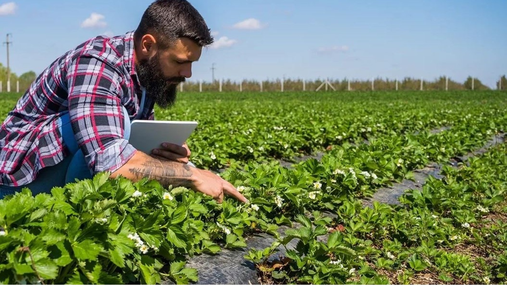 استصلاح الأراضي الزراعية